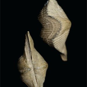 Cyrtospirifer disjunctus_ramienionóg_Rosja_76